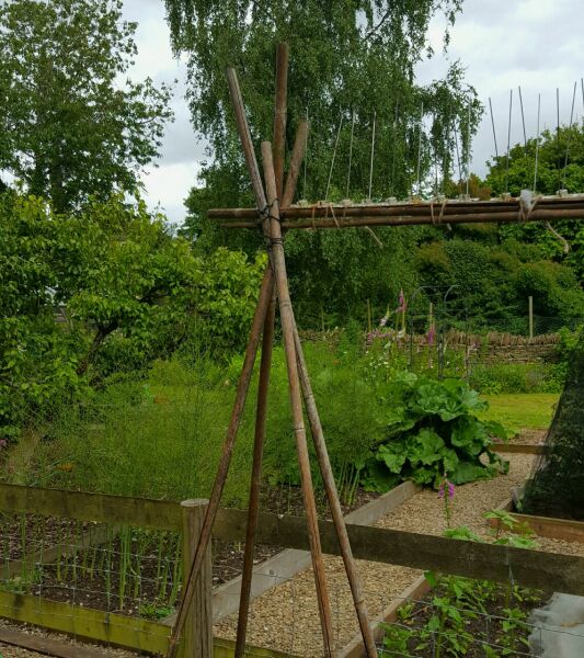 The Vegetable Patch 2024/2025