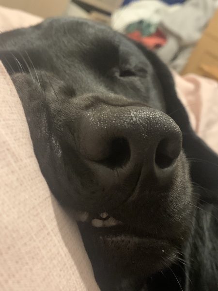 Thread 48 - Sunak - Capsized on the Ship of Lies