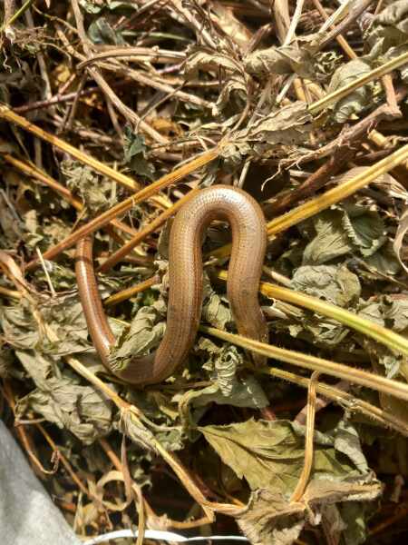 Thread 48 - Sunak - Capsized on the Ship of Lies