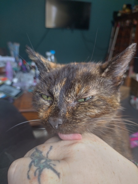 The One where TC moved to Scotland and joined the Excellent Cats