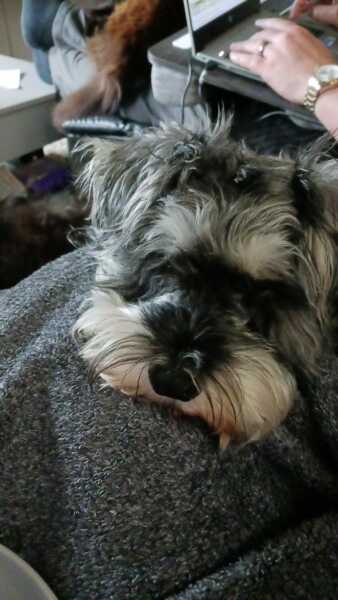 Mini Schanuzer v Border Terrier