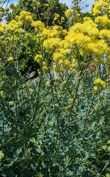 Mottisfont Abbey plant id