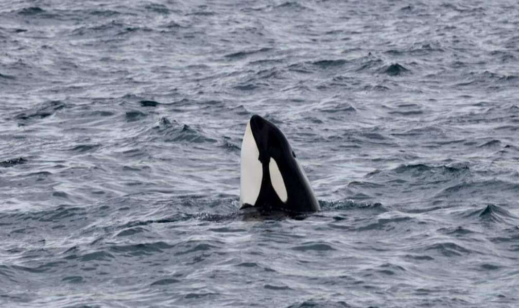 Thread 50 Sunak: Civil war, what civil war?