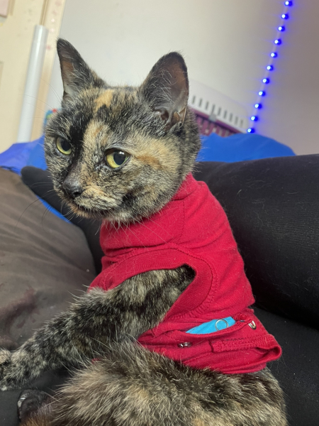 Cat had tumour removed but won't keep body suit on