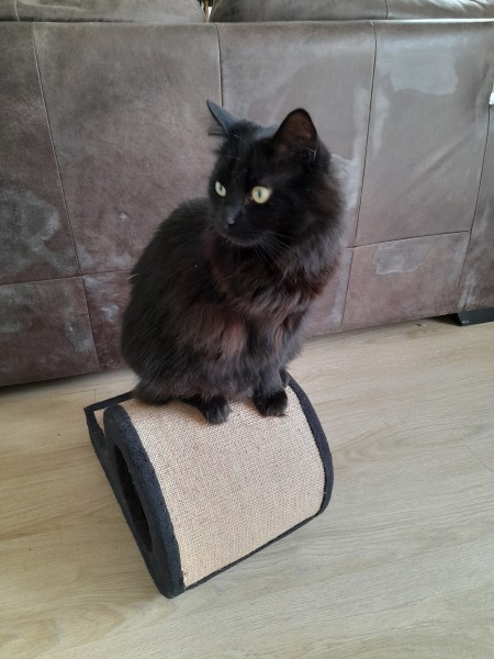 Shall we have a pet thread? Something nice for over the weekend 😁