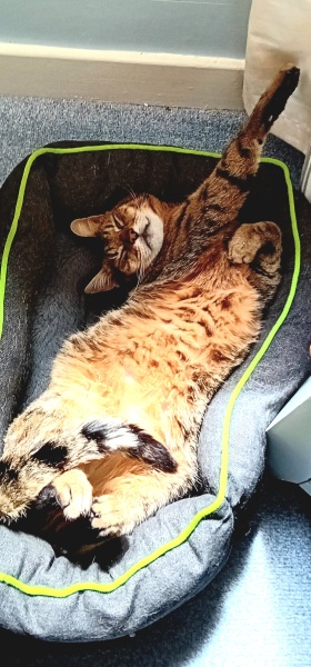 The One where TC moved to Scotland and joined the Excellent Cats