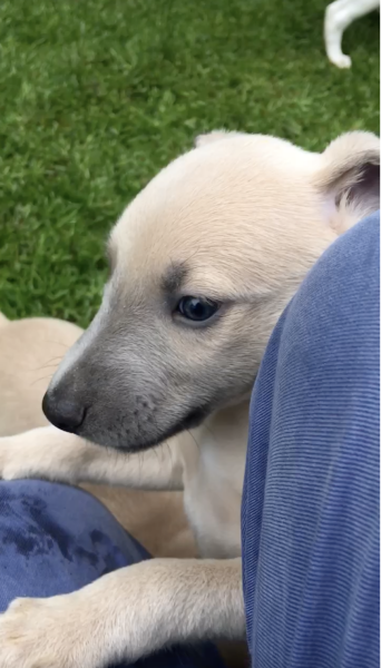 Breeder doesn’t allow visits… walk away?