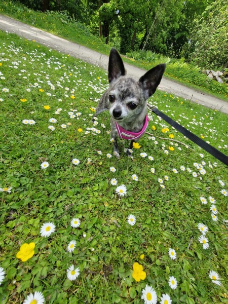 Please tell me about your chihuahua, the good and the bad!