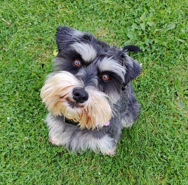 Mini Schanuzer v Border Terrier