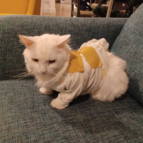 Cat had tumour removed but won't keep body suit on