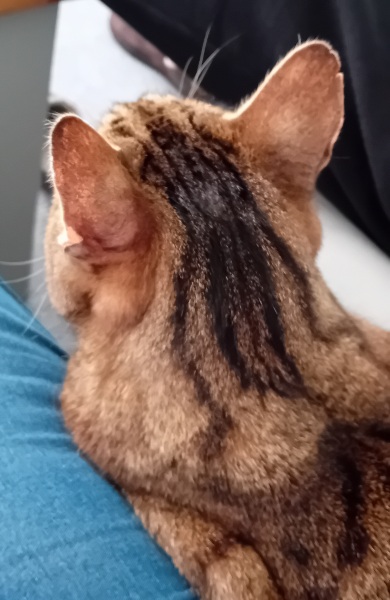 The One where TC moved to Scotland and joined the Excellent Cats