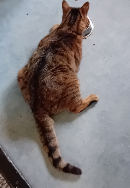 The One where TC moved to Scotland and joined the Excellent Cats