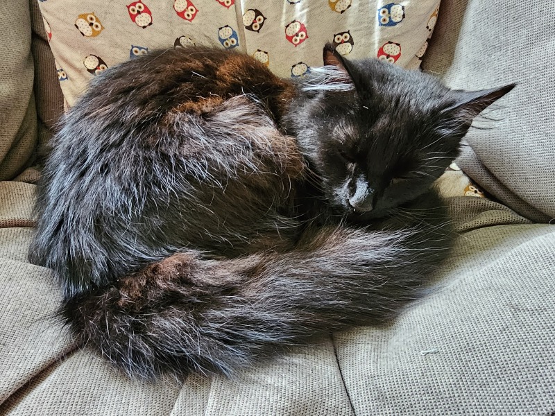 The One where TC moved to Scotland and joined the Excellent Cats