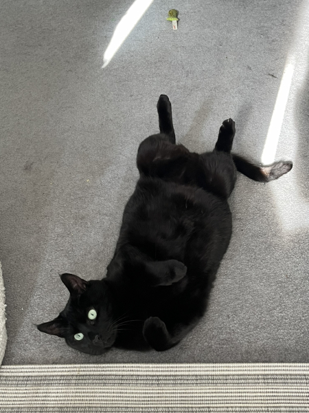 Help with stray cat!!