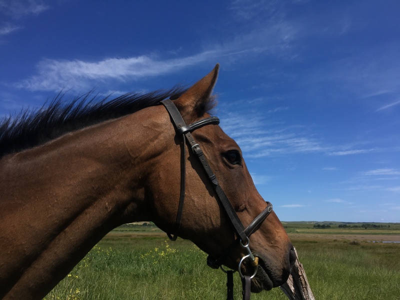 Thread 50 Sunak: Civil war, what civil war?