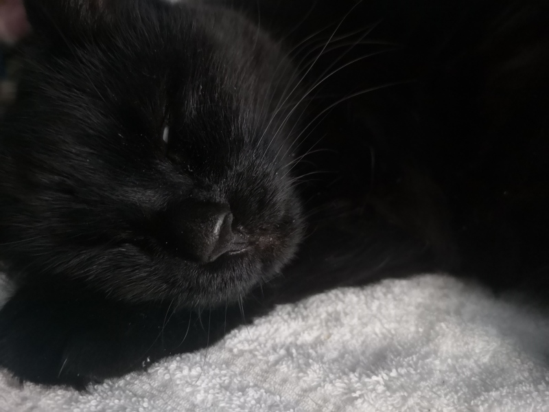 Recommend me options for a cat that wees a lot please :)