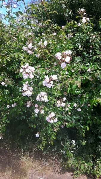Flower girl depleting my bush
