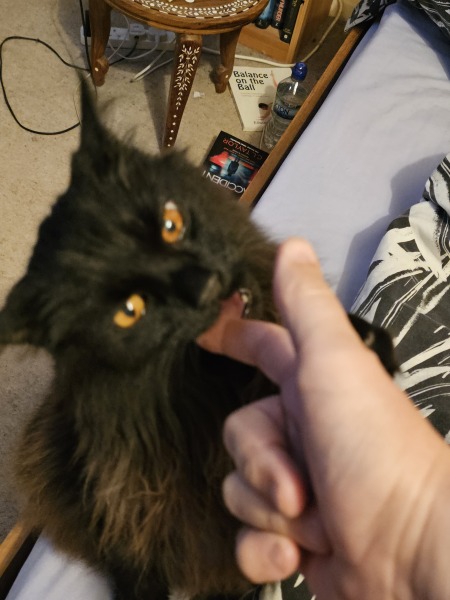10 month old cat won't stop biting