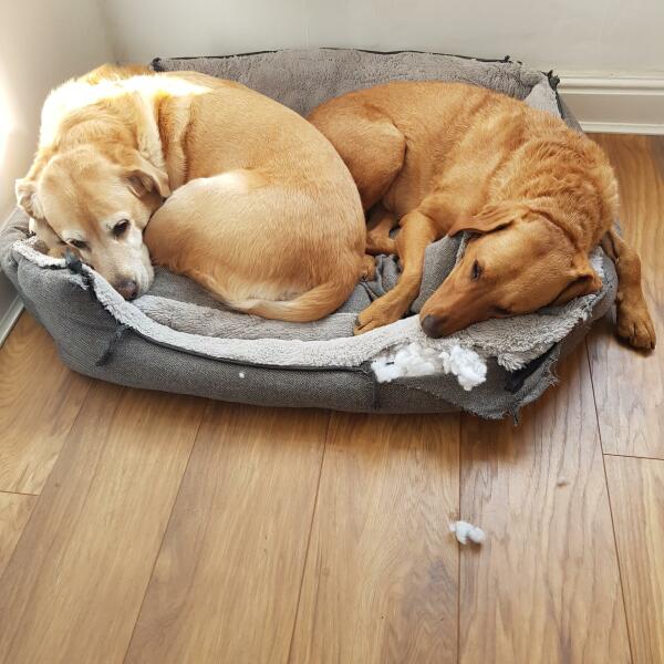 favourite thing your dog does?