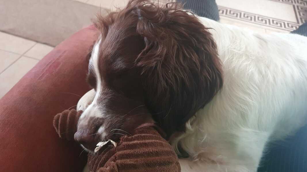 Does your pet have 'a person'
