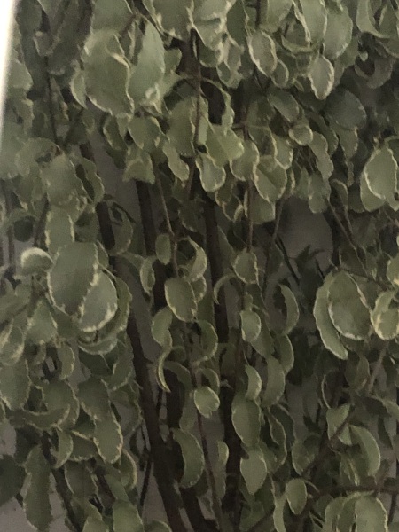 Small tall tree - what is it?