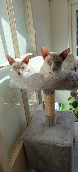 Do you speak 'cat'?