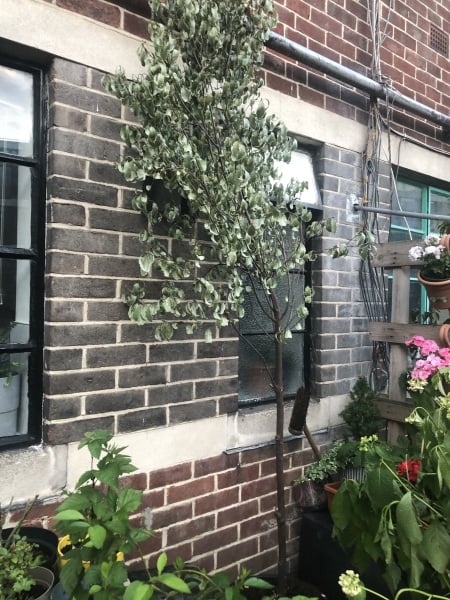 Small tall tree - what is it?