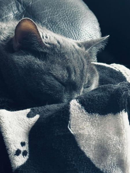 Thread 50 Sunak: Civil war, what civil war?