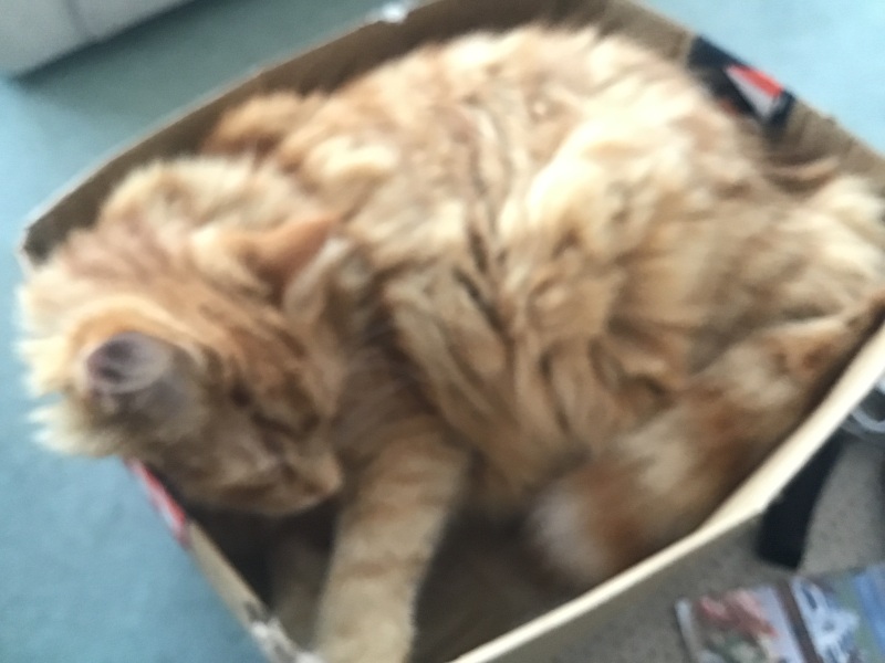 New (first) cat - what sort of bed?