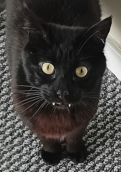 Machiavellian Misbehaviour- the Excellent Cats Deny Everything