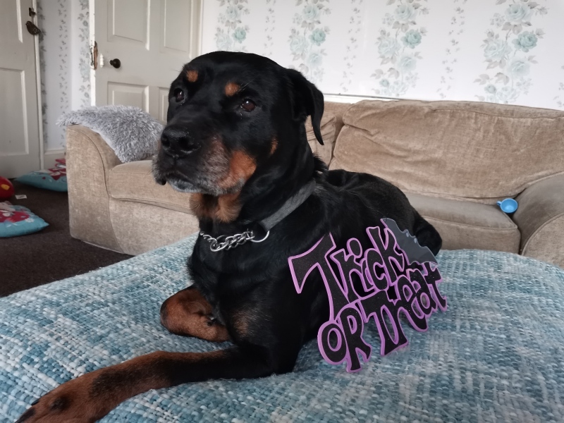 Old dog support thread