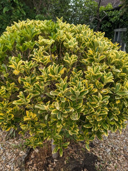 What is the name of this shrub?