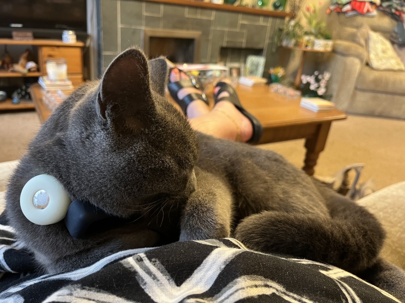 Cat GPS - Any Reviews?