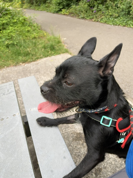 Thread 51 Sunak: A William Hill to die on