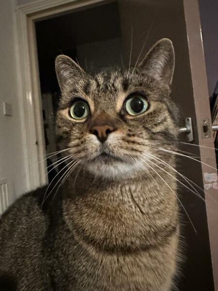 Shall we have a pet thread? Something nice for over the weekend 😁