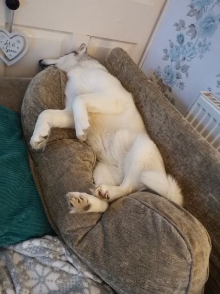 Can I train dog to now not go on the new sofas?