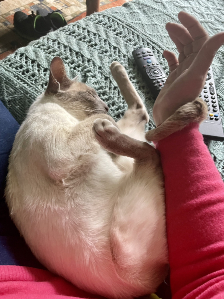 Thread 50 Sunak: Civil war, what civil war?