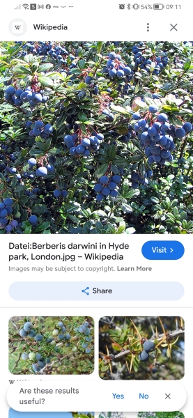 Can anyone identify what blue type of Berry's there's are