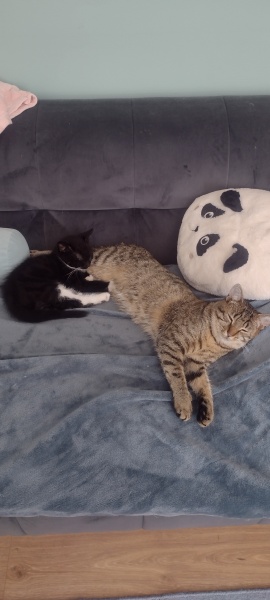 The One where TC moved to Scotland and joined the Excellent Cats