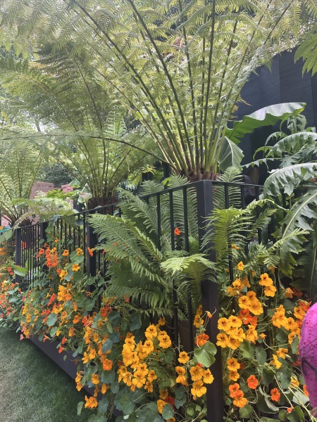 Anyone else planting a jungle/tropical garden?