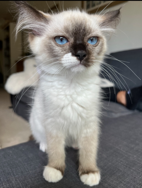 Shall we have a pet thread? Something nice for over the weekend 😁