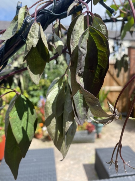 Is this clematis beyond help?