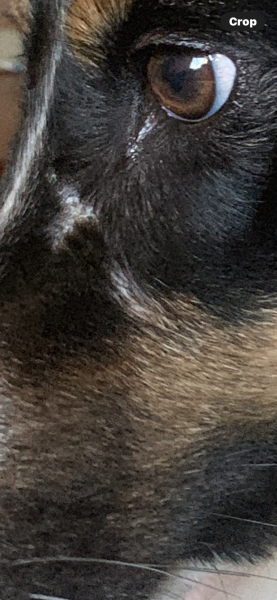 Does anyone know what this might be on my dogs face?