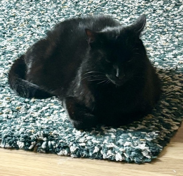 Thread 49 Sunak: He Left them on the beaches