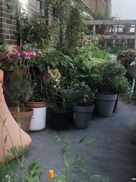 Small tall tree - what is it?
