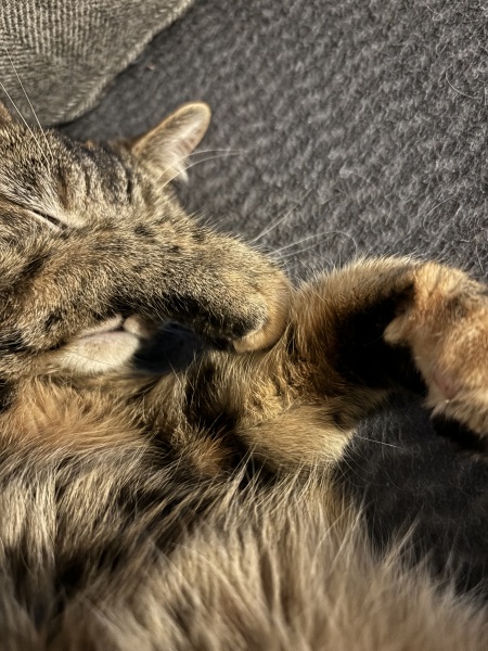 Thread 48 - Sunak - Capsized on the Ship of Lies