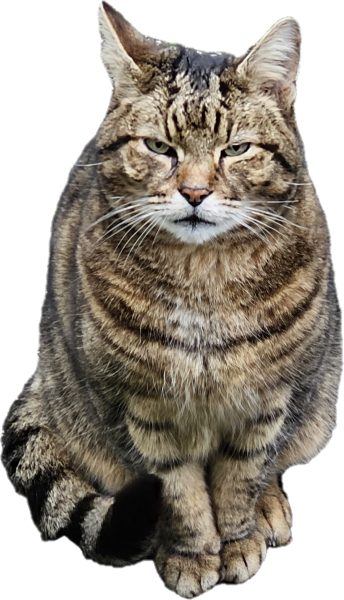 The One where TC moved to Scotland and joined the Excellent Cats