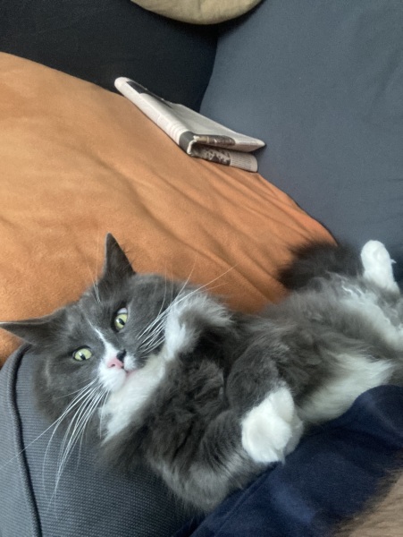 Thread 50 Sunak: Civil war, what civil war?