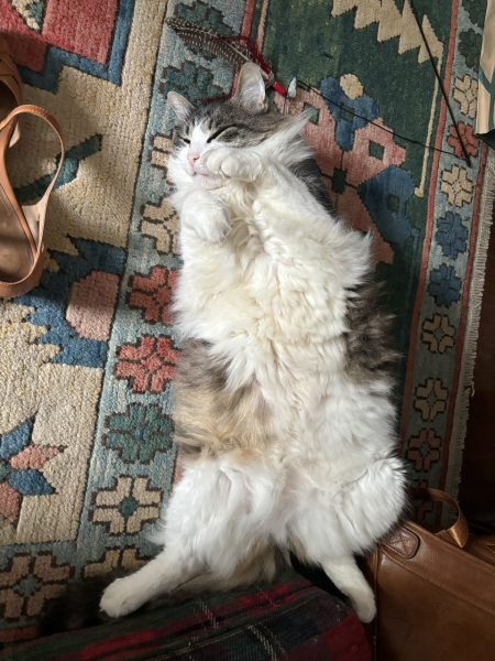 Do you speak 'cat'?