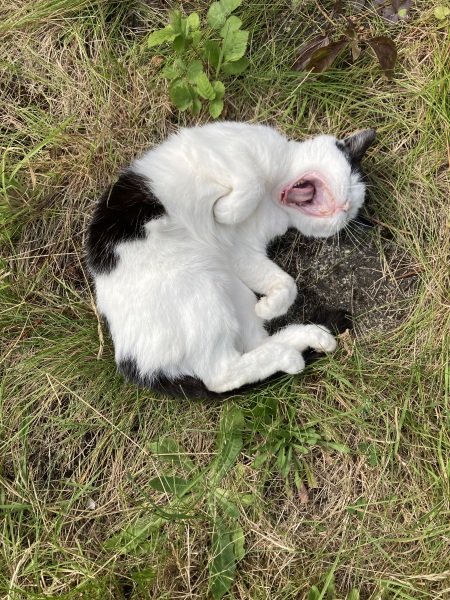 Is your cat an indoor or outdoor cat?